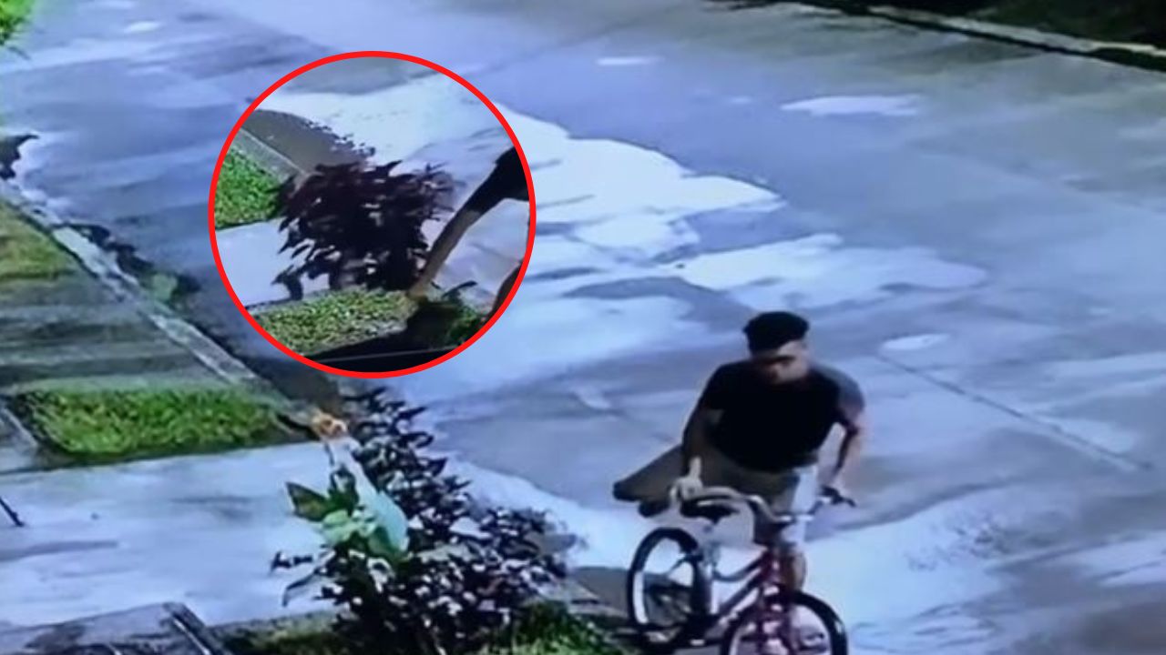 'Ni las plantas se salvan', video capta a sujeto robarse una en La Lima, Cortés