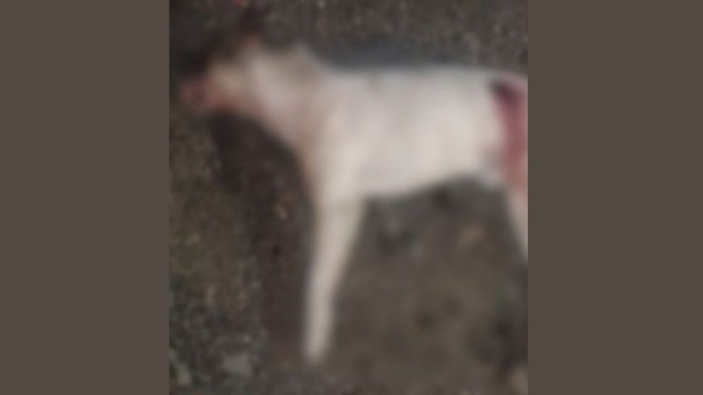 Imagen de cuerpo de nota