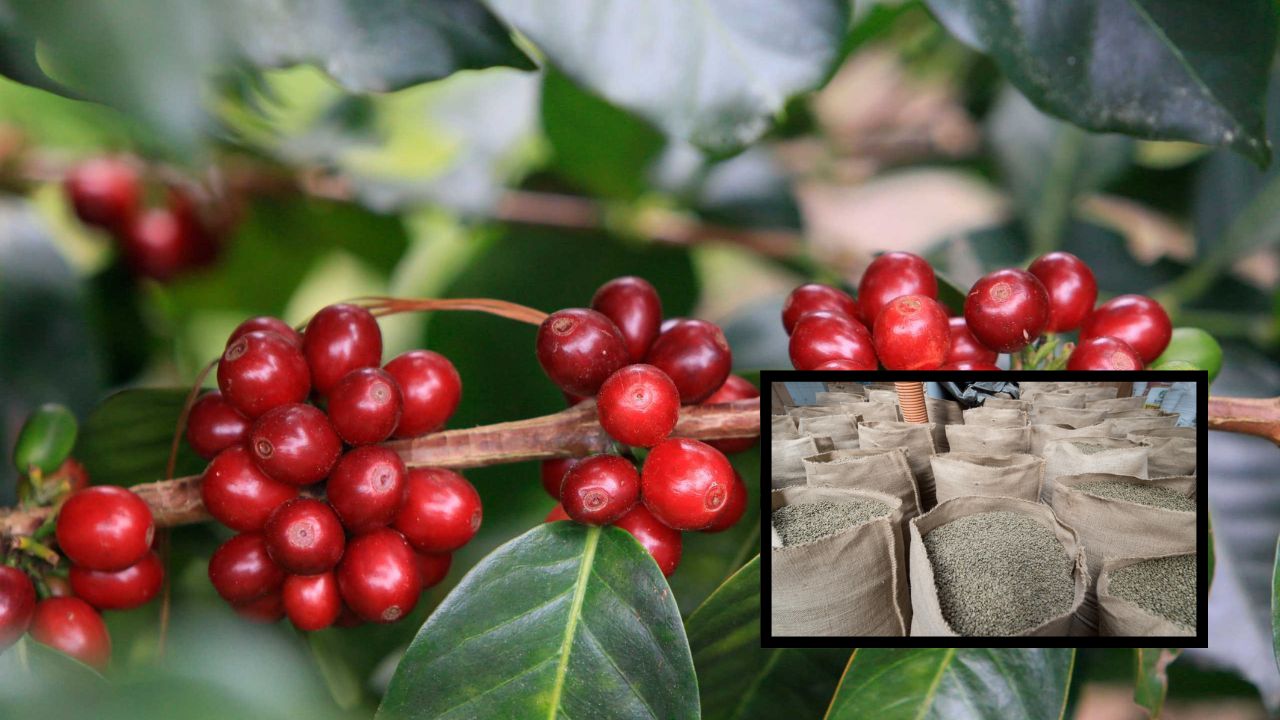 Honduras reduce su producción de café en un 38 %, según Ihcafé