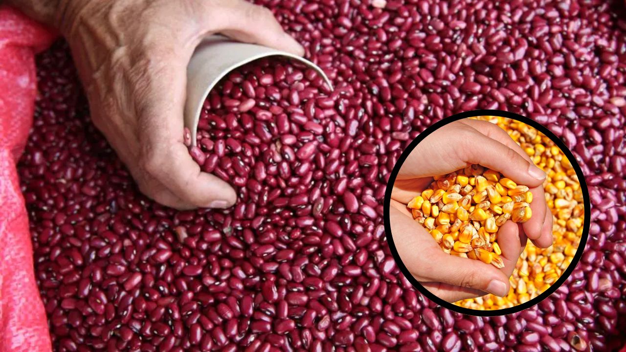 Igual que en 2022, frijol y maíz son los productos básicos que presentan mayores alzas este año