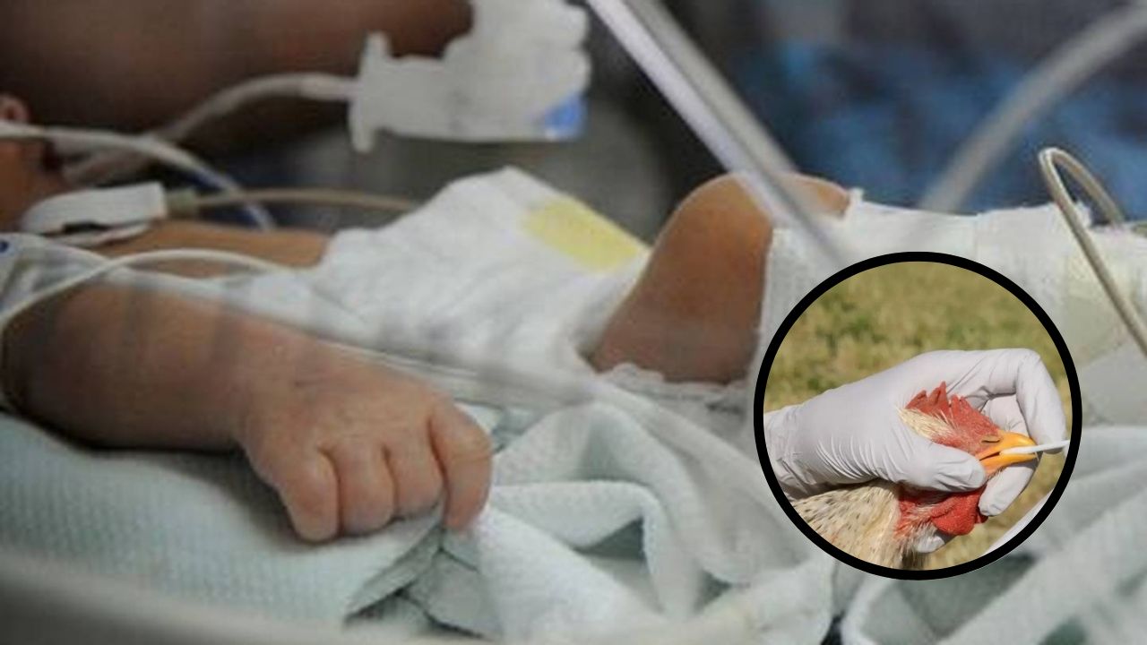 Primer caso en América Latina: Niña contagiada con gripe aviar en Ecuador está estable