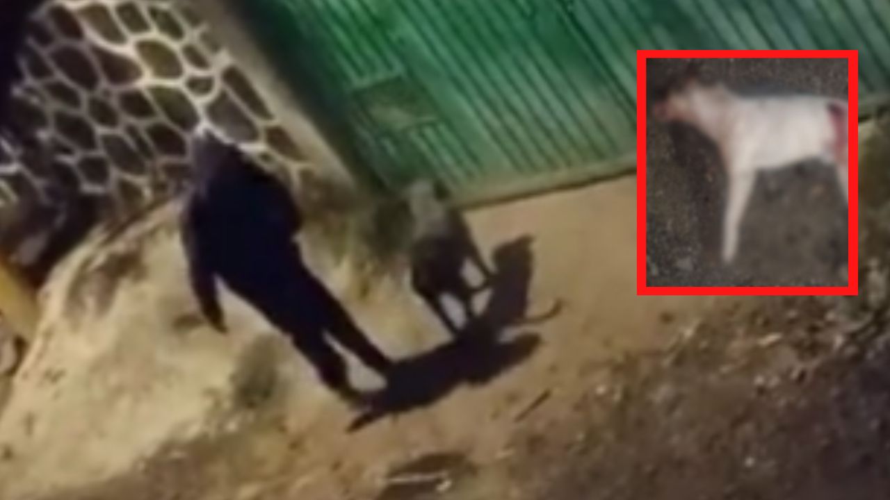 'Mataperros': A sangre fría hombre asesina un perro y lo exhibe fuera de su casa