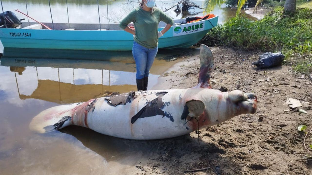 Encuentran un manatí muerto en laguna de Guaimoreto, Colón