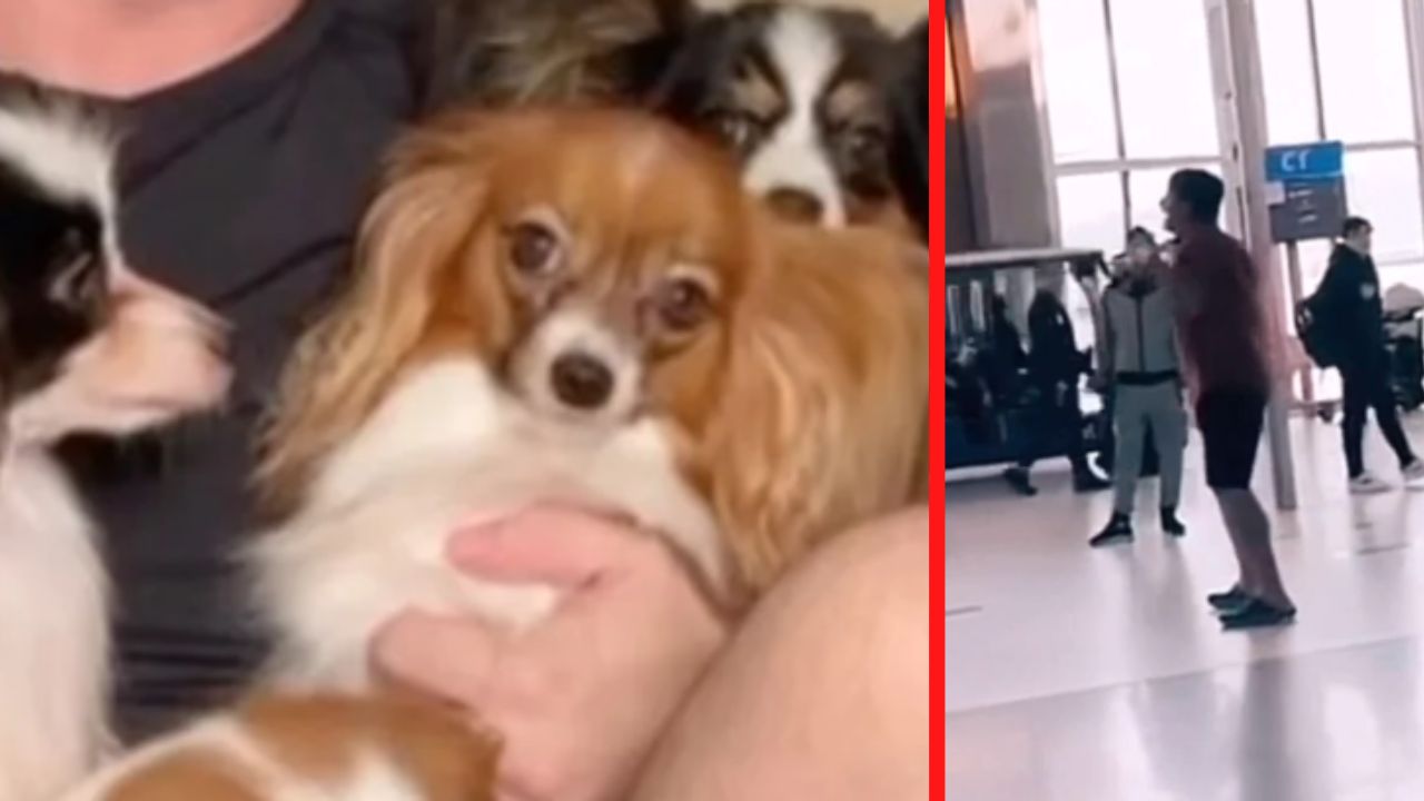 ¡Impotencia! Hombre llora desesperadamente porque le perdieron sus perros en aeropuerto