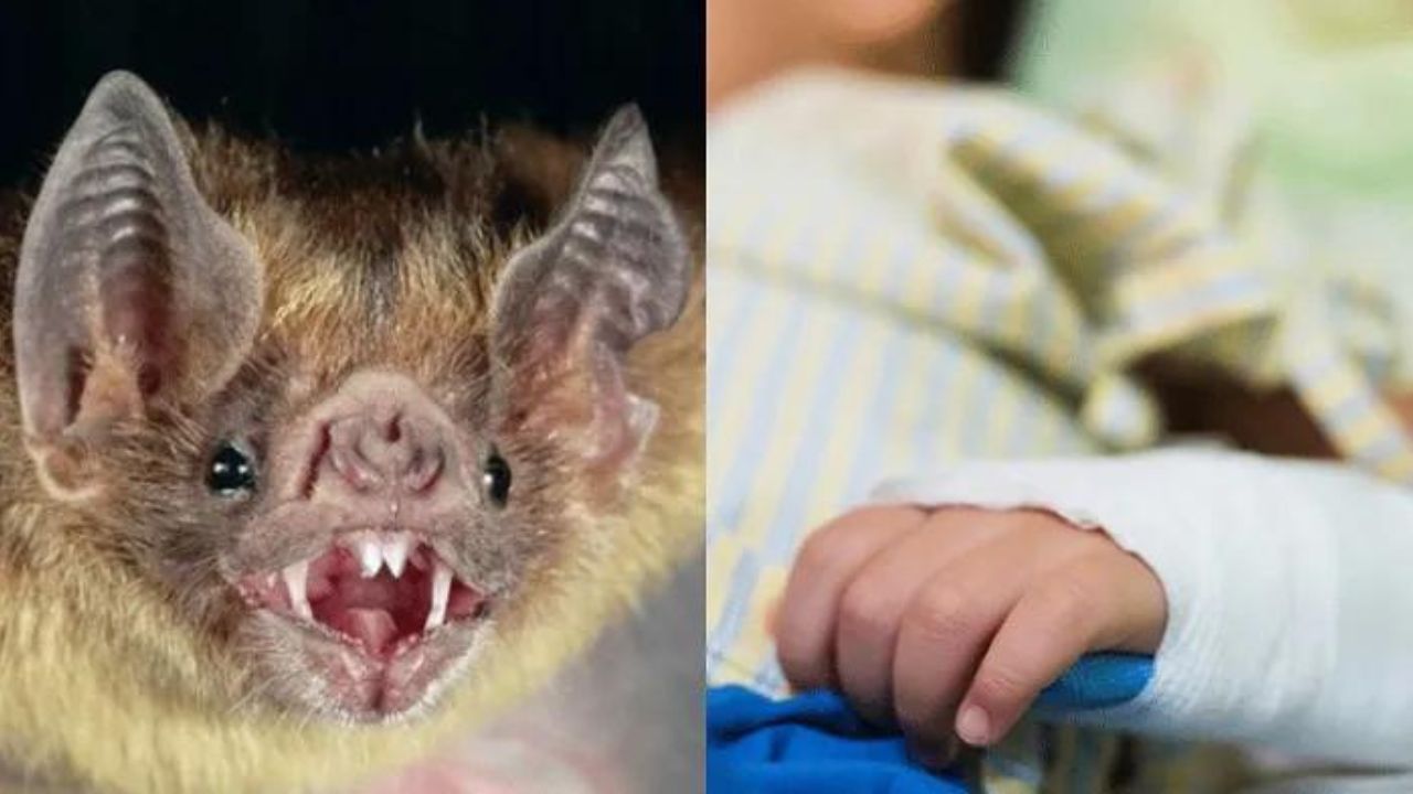 México confirma rabia en menores por mordida de murciélago