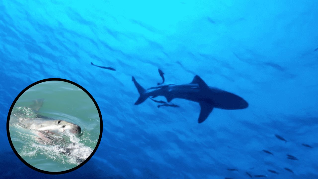 Tiburón ataca a un pescador y le arranca la cabeza
