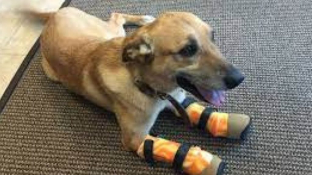 Imagen de cuerpo de nota