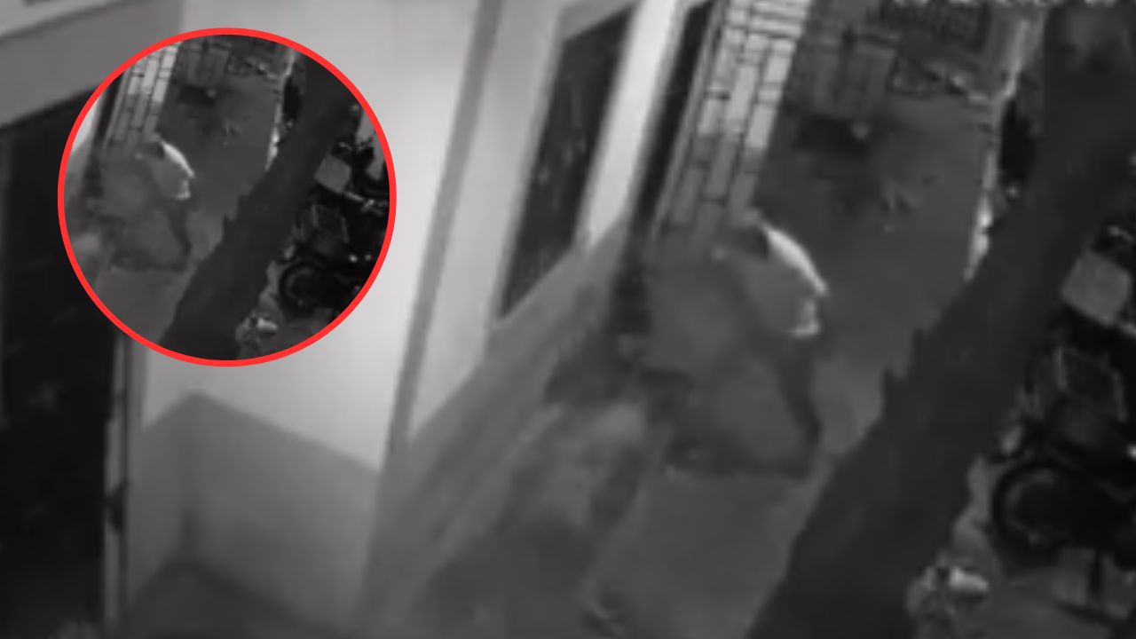 Hombre apuñaló a un perro porque se orinó en la puerta de su casa