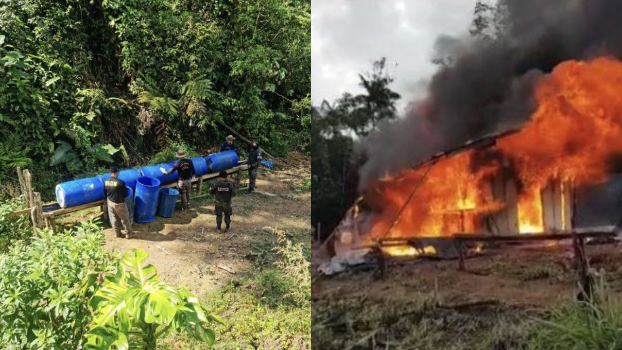 Destruyen 82 mil plantas de coca y narcolaboratorio en Olancho