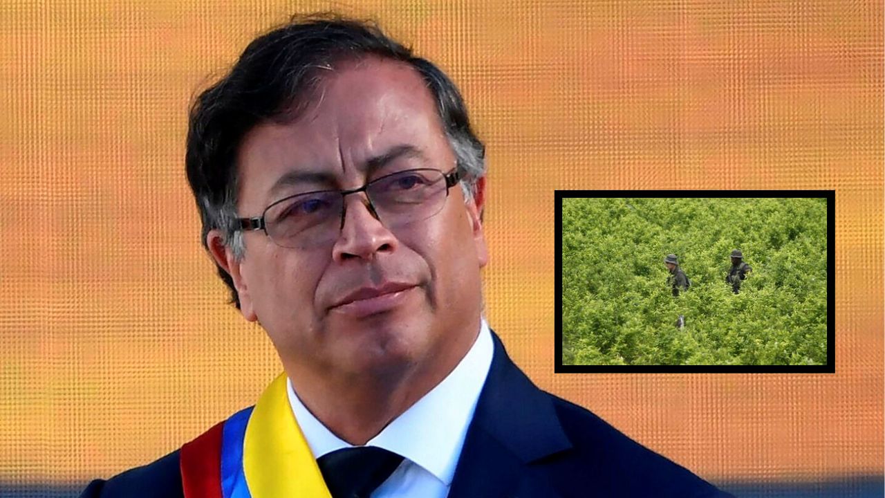 Gobierno de Colombia despenalizaría cierto porcentaje de cultivos de coca