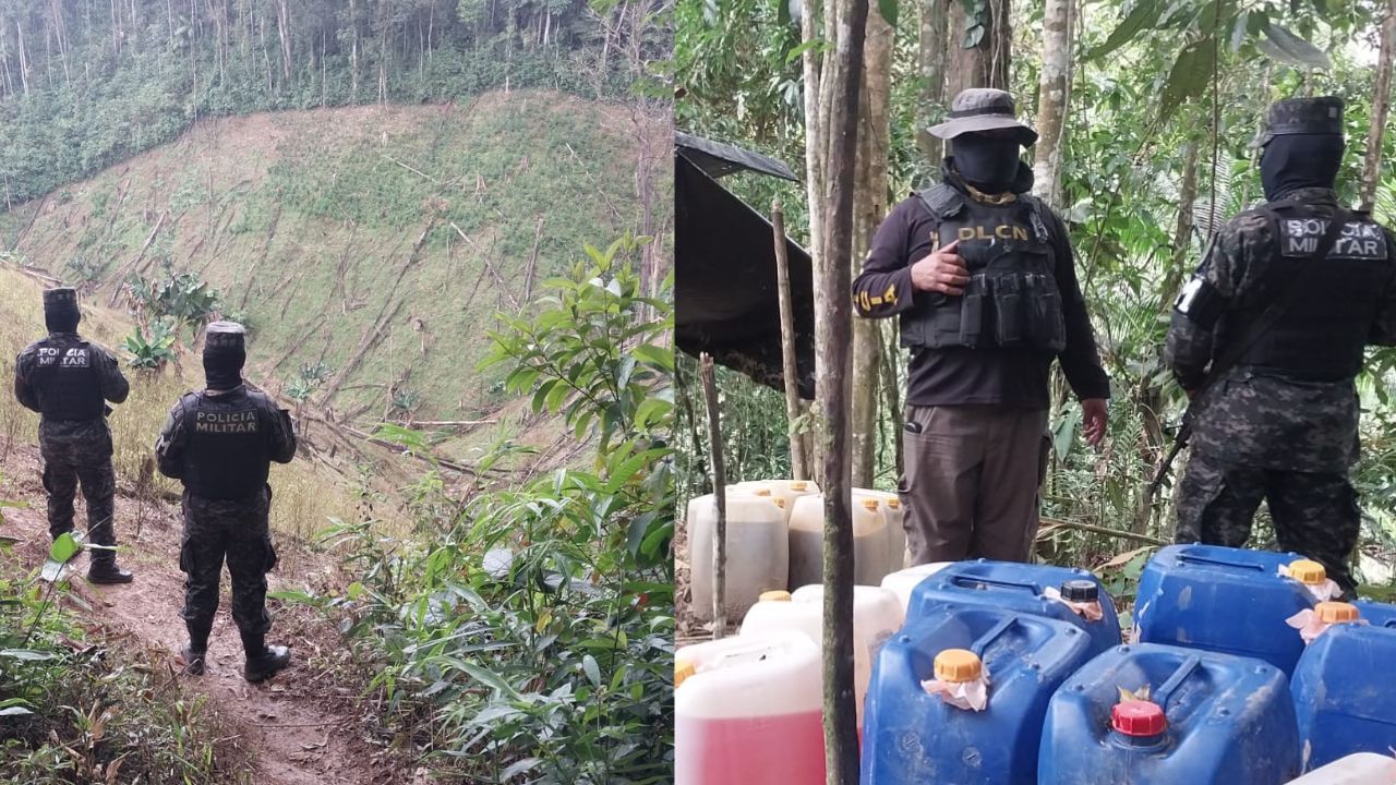 Encuentran narcolaboratorio con 110 mil plantas de coca en Olancho