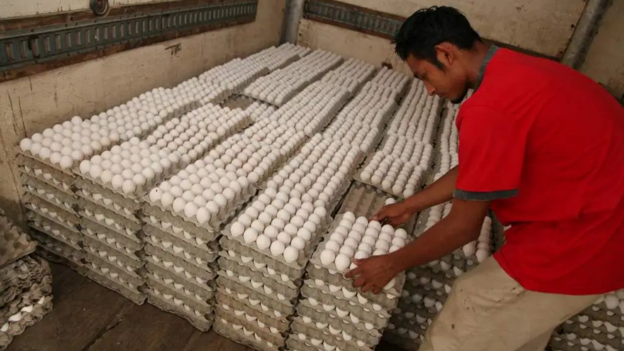 Recomiendan investigaciones para evitar prácticas anticompetitivas en venta de huevos