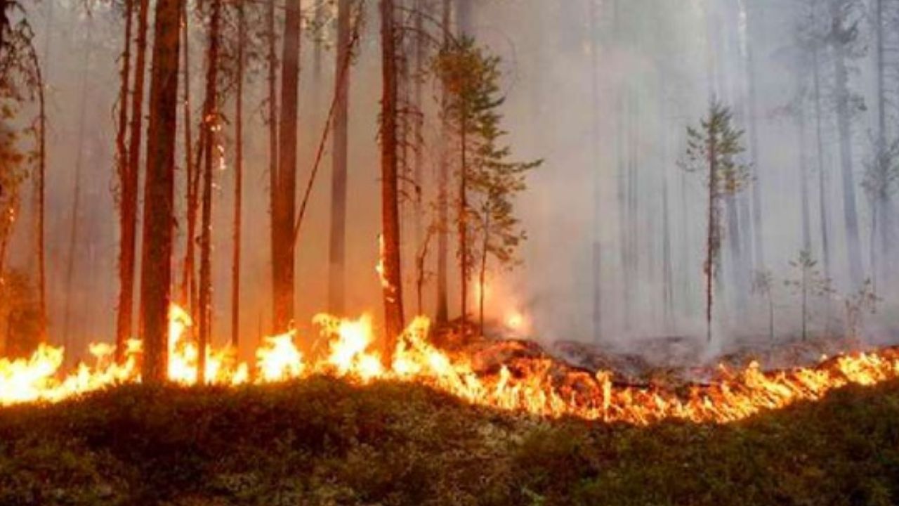 Imagen de Honduras registra más de mil hectáreas afectadas incendios forestales
