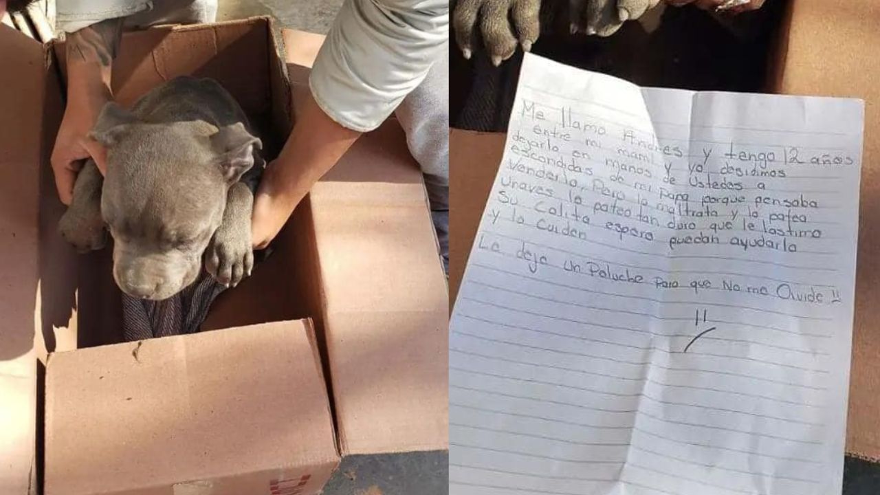 Niño deja a su cachorro pitbull fuera de un refugio con desgarradora carta