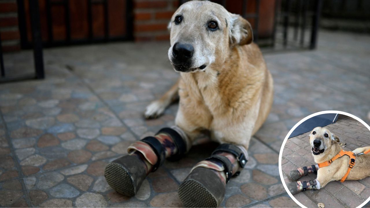 Imagen de 'Pay de limón', el perro que fue mutilado por un cártel y ahora compite para ser la mascota del año