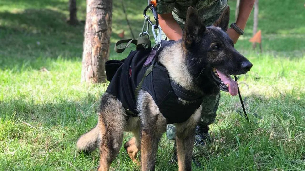 Imagen de Terremoto: Fuerzas Armadas de México despiden a Proteo, perro rescatista que murió en Turquía en busca de sobrevivientes