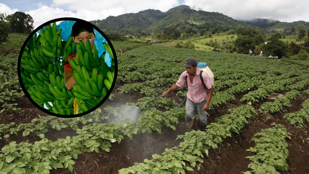 Sector agroalimentario representa el 30 % de empleos en Honduras