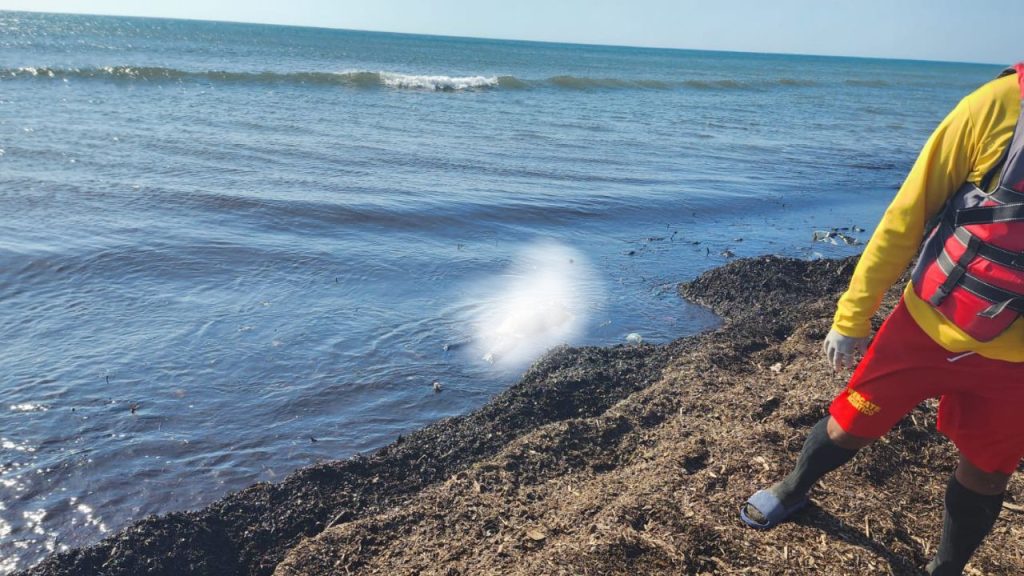 Imagen de cuerpo de nota