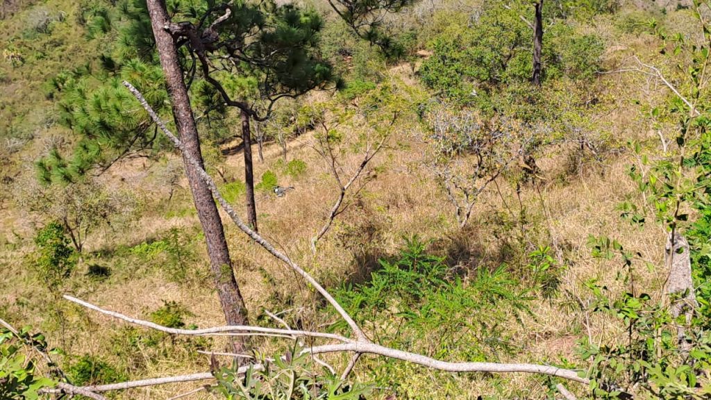 Imagen de cuerpo de nota