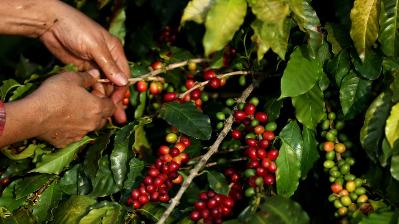 Imagen de El precio del café se modera en el último año con previsión de más producción