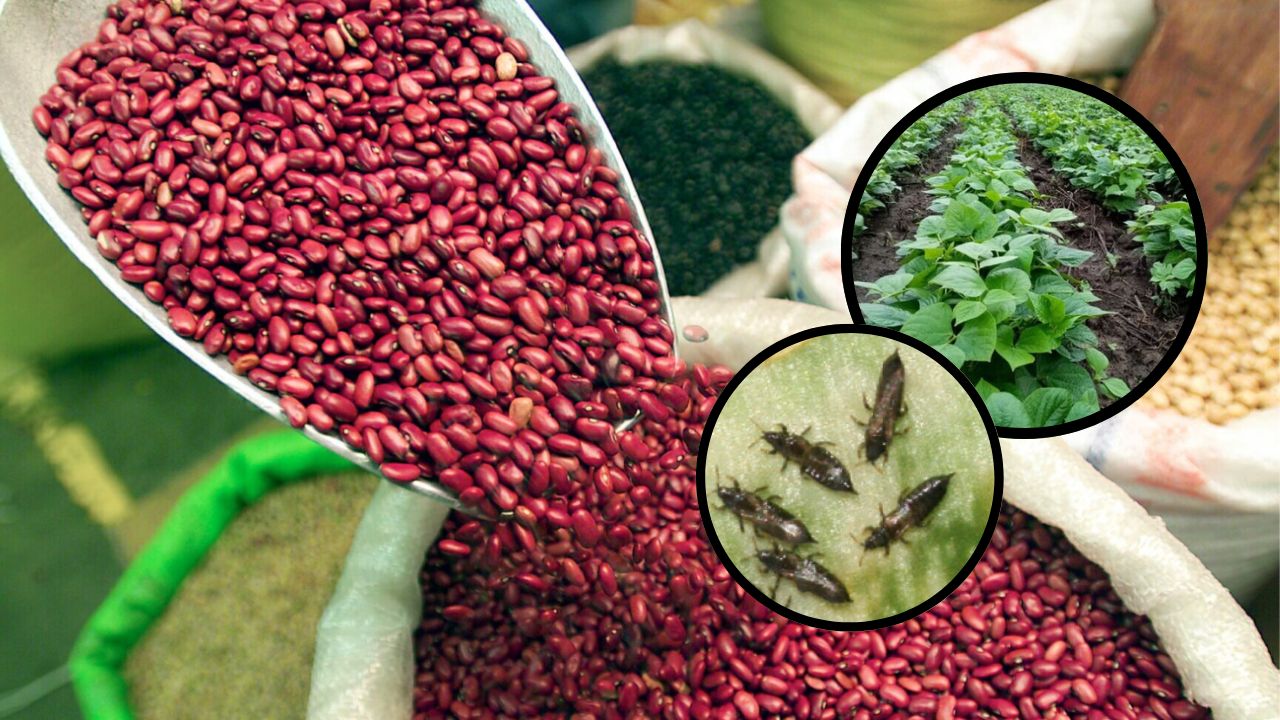Producción de frijol se podría perder por nueva plaga en Honduras