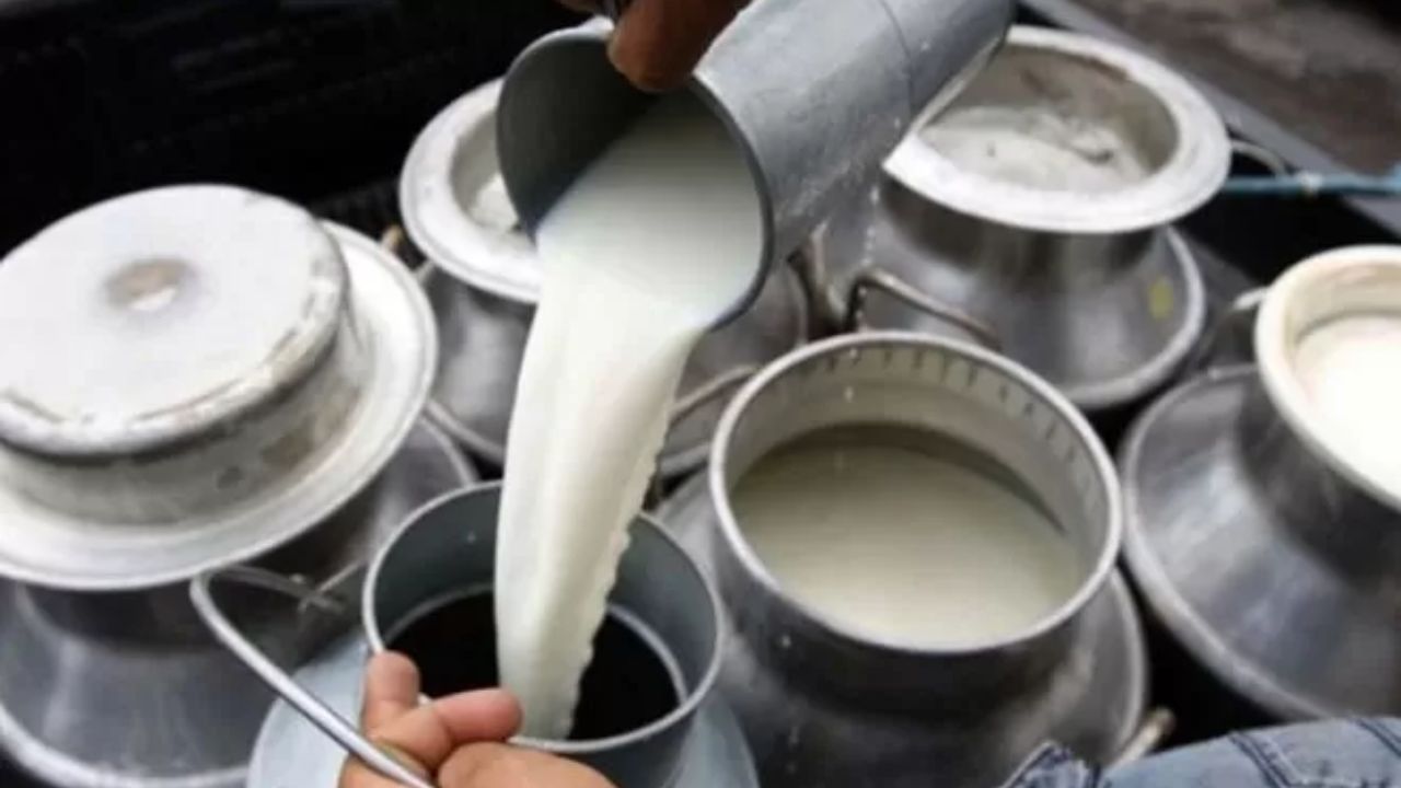 Ganaderos protestan en Catacamas por posible rebaja al precio de la leche