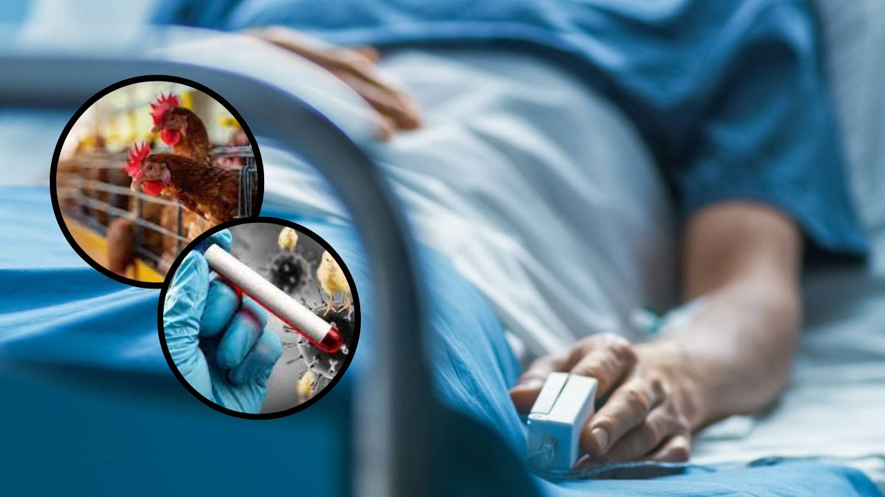 Chile confirma el primer caso humano de gripe aviar en el país