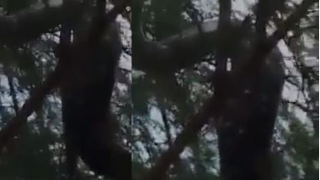 ¿Anaconda? Captan a enorme culebra en medio de árboles en Yoro