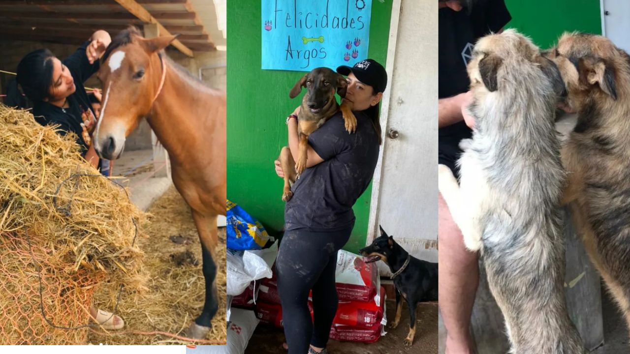 Hondureñas crean 'La casa de Bruno-protectora', un refugio para animales abandonados en Olancho