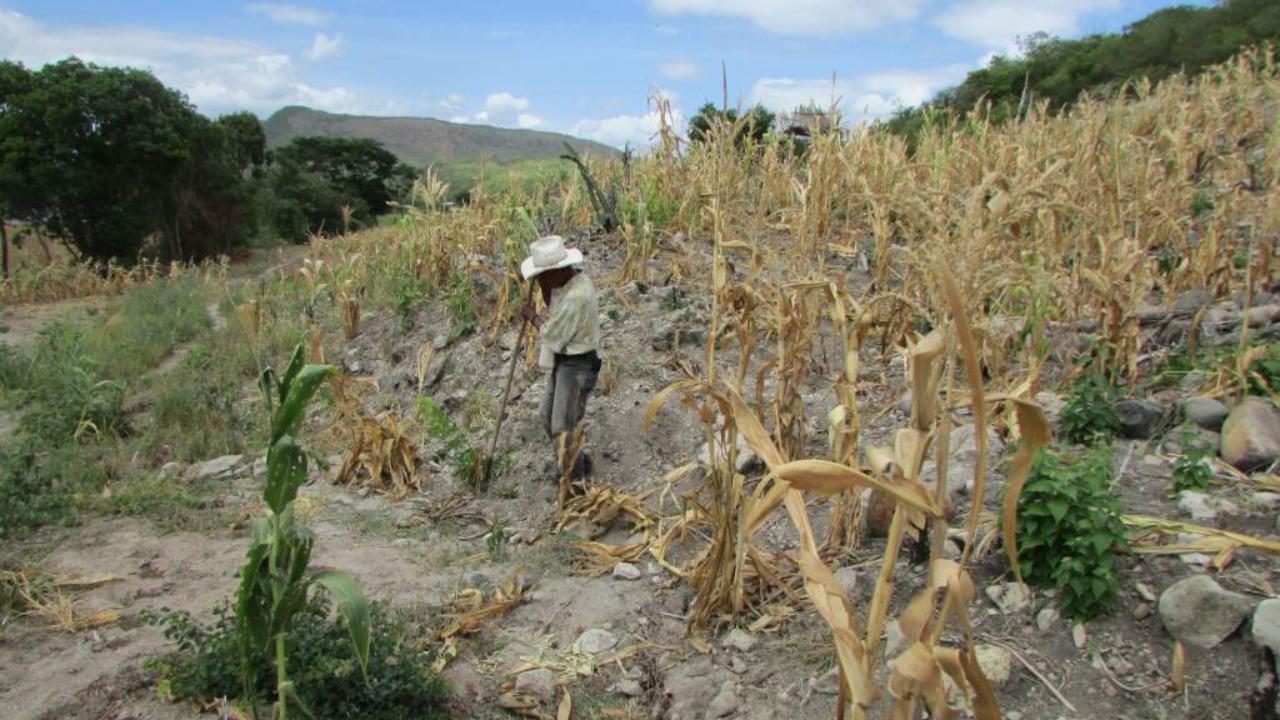Editorial: Sequía, producción bajo amenaza e inseguridad alimentaria