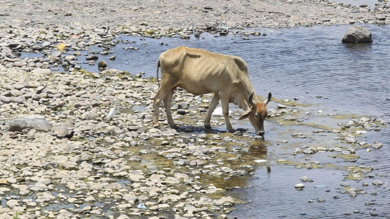 Zona oriental sería más afectada por sequía que se pronostica debido al fenómeno El Niño