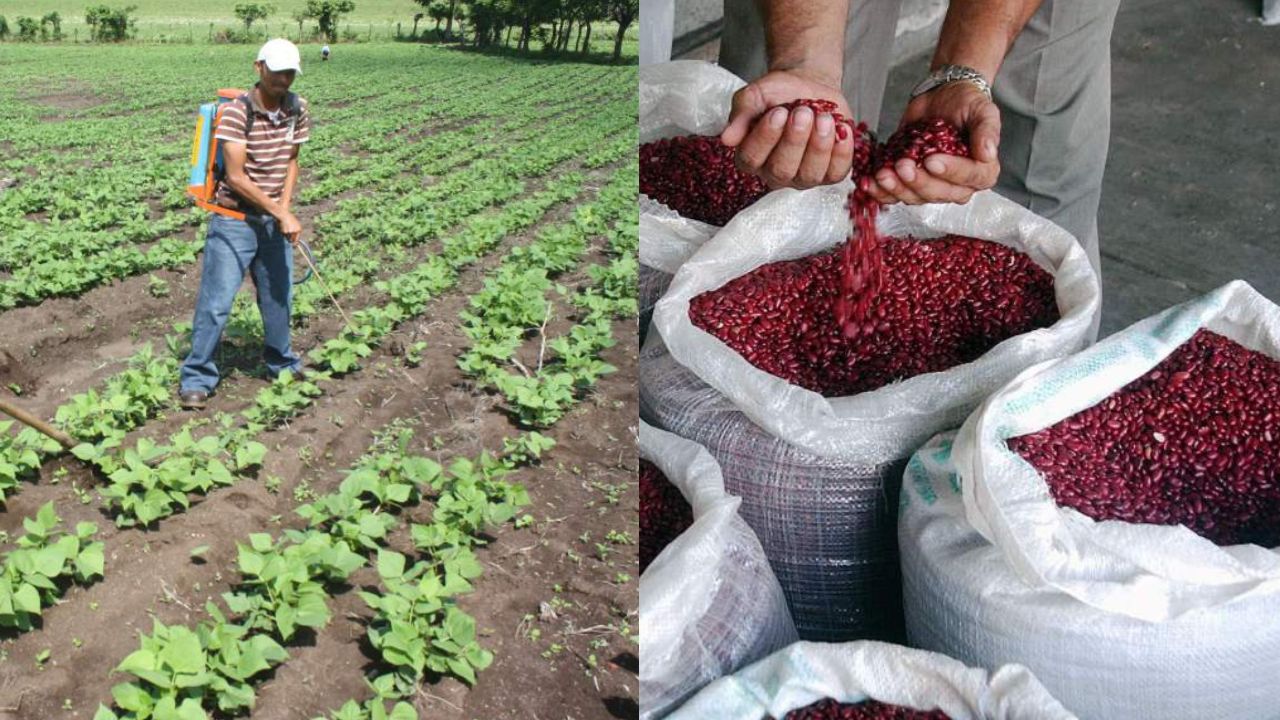 Producción de granos se estanca en 13 millones de quintales al año y amenaza a 3 millones de personas