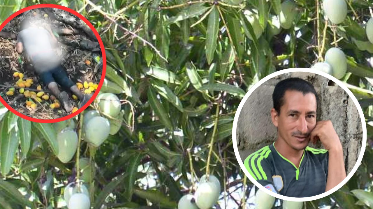Al bajar mangos, hondureño muere al caer de un árbol en La Virtud, Lempira
