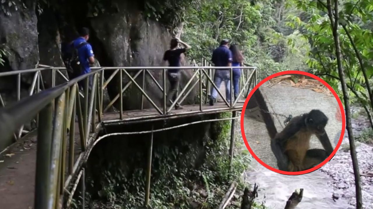 Detienen a hombre que robó un mono-araña de las Cuevas de Talgua, en Olancho