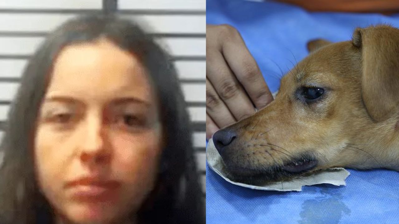 Arrestan a joven de 19 años que abusó de un perro y luego lo difundió en redes sociales