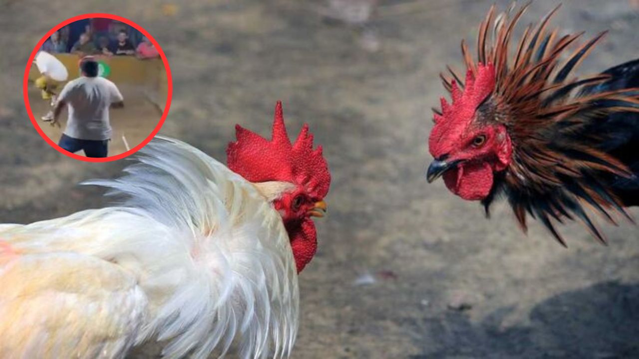 Vídeo: gallo competidor atacó a su dueño durante pelea de gallos en Choluteca