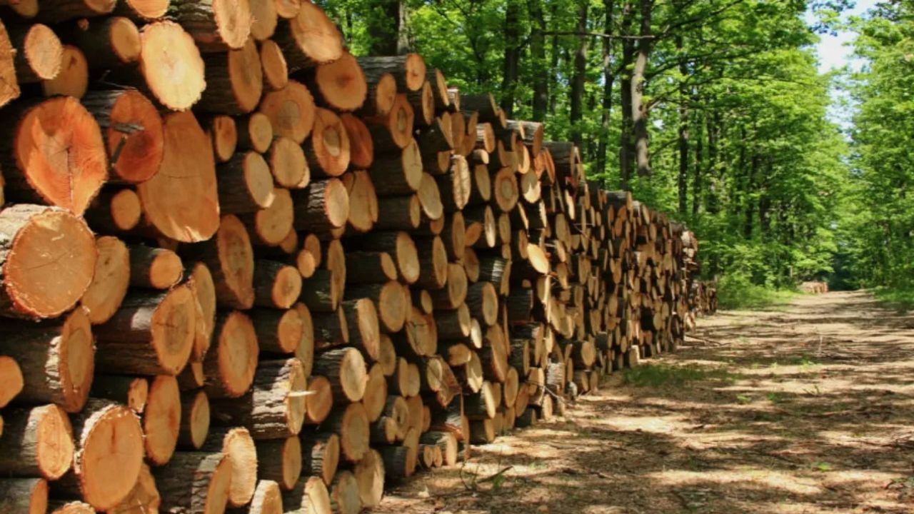 Honduras y UE realizan un acuerdo forestal para combatir tala ilegal de madera