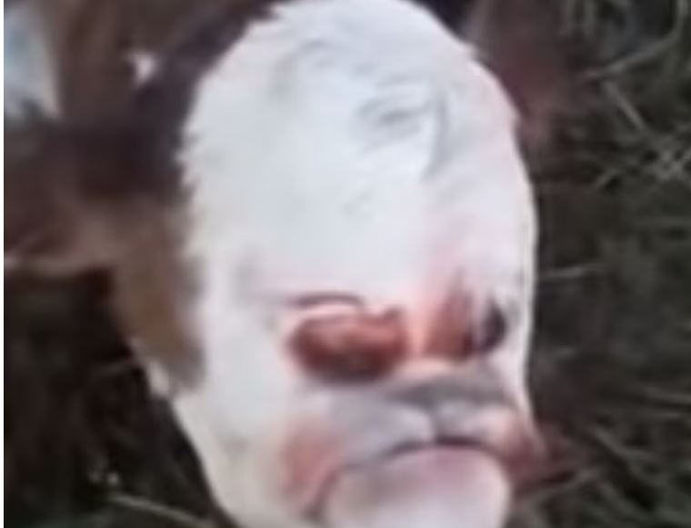 Imagen de cuerpo de nota