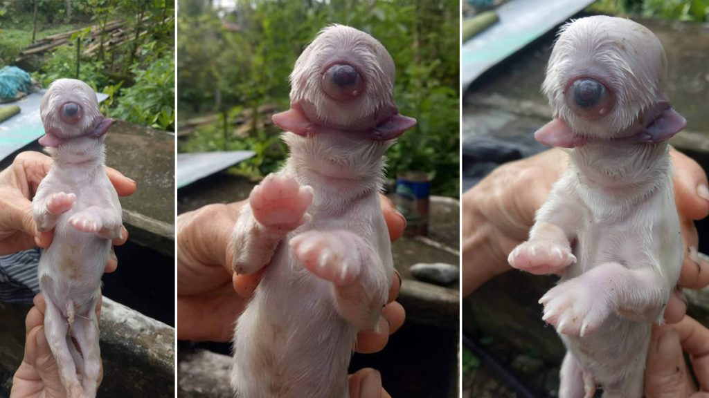 Imagen de cuerpo de nota