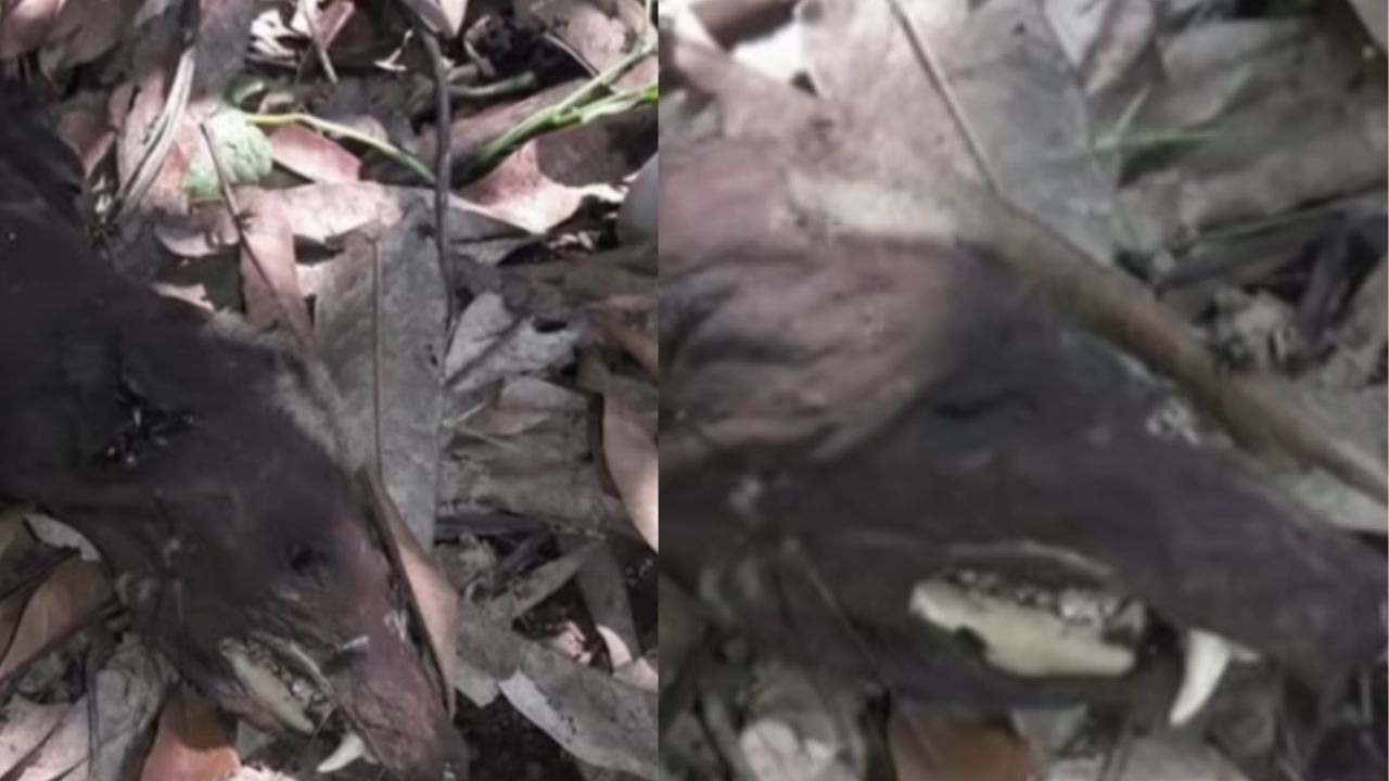 ¿Zarigüeya? Temor causa aparición de animal con enormes colmillos; nunca antes visto