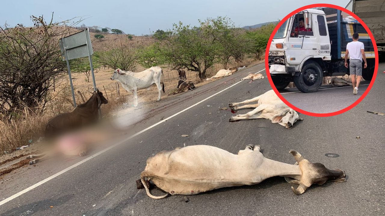 Vídeo: Conductor de camión arrolló y mató a unas 10 vacas en Nacaome