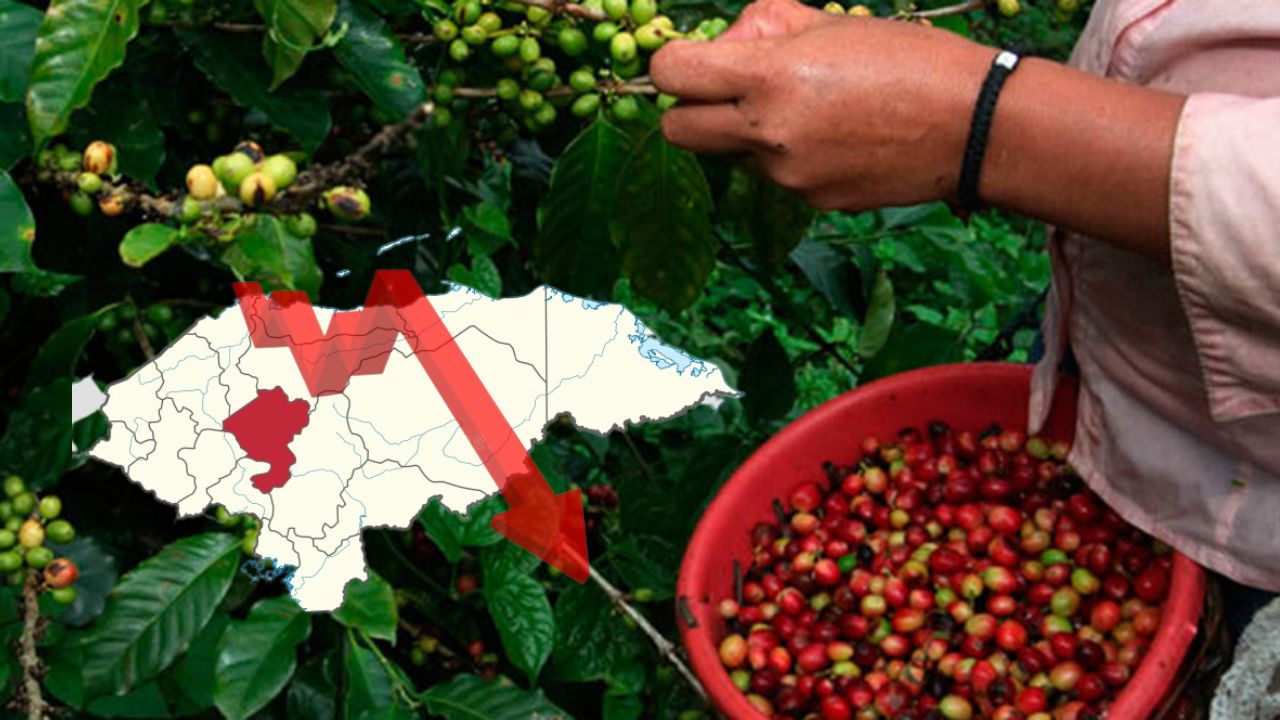 Producción de café 'viene en picada': alcalde y productor del grano en Comayagua