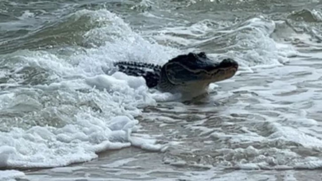 Vídeo de enorme caimán saliendo de playa causa pánico entre veraneantes