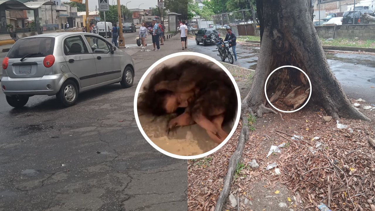 Extraño animal con rostro humano se esconde en un árbol, aseguran que es diabólico