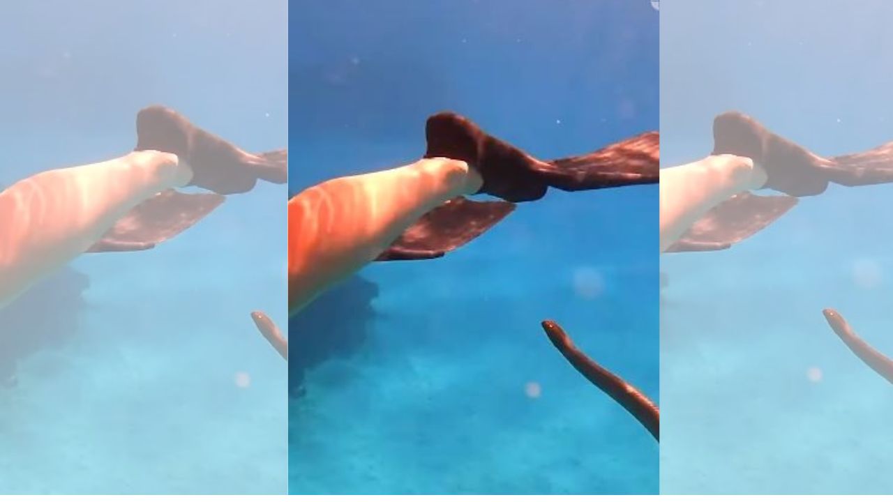 VÍDEO: momento aterrador vivió joven al nadar en el mar con serpiente venenosa