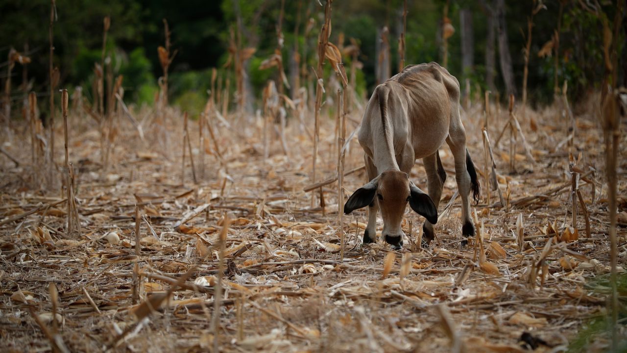 FAO pide a Centroamérica adaptarse al 'clima futuro' por fenómeno de El Niño