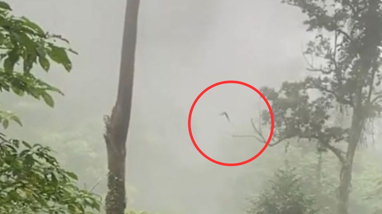 'Me dieron ganas de llorar': animal sagrado sobrevuela por bosque nublado