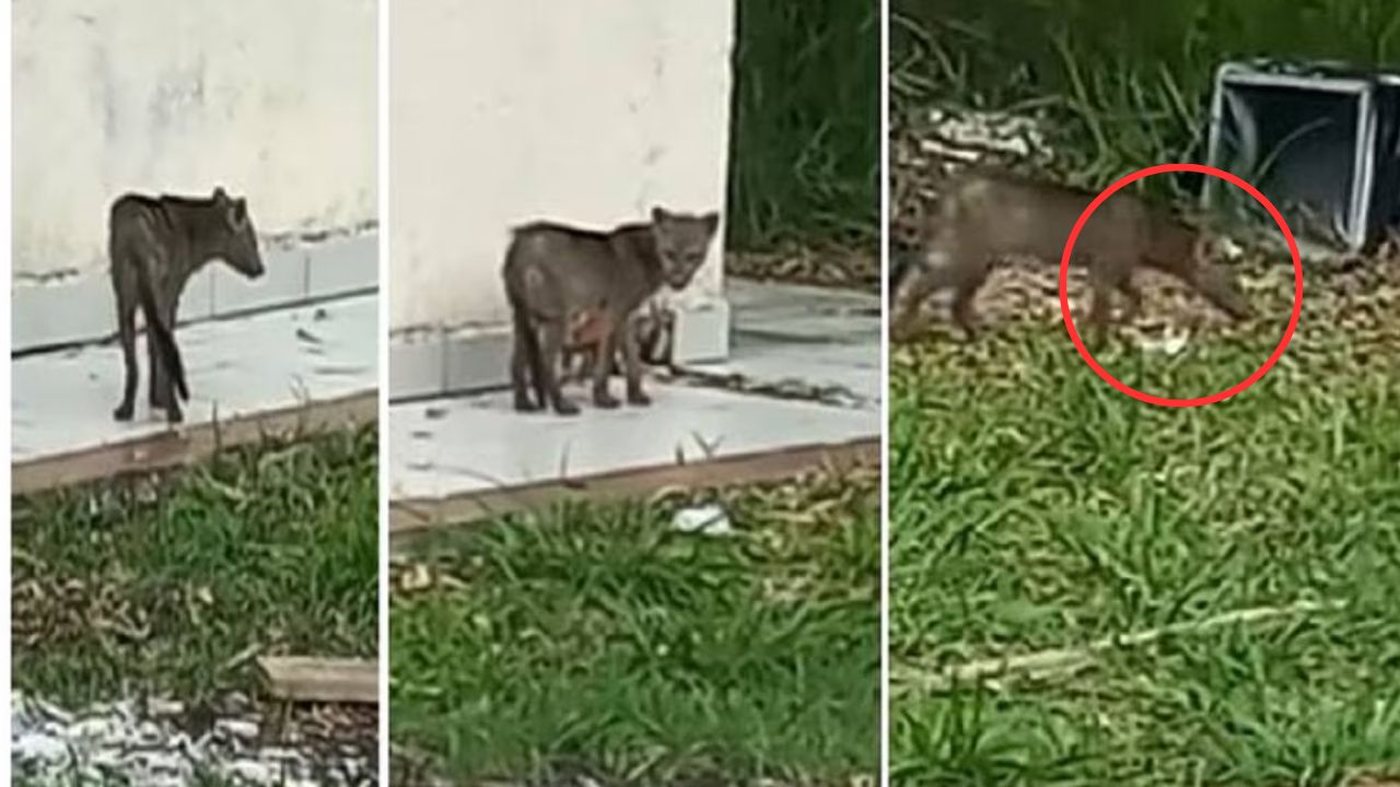 Imagen de VIDEO: ¿Gato o perro? Captan a misterioso animal con orejas cortas y grandes colmillos