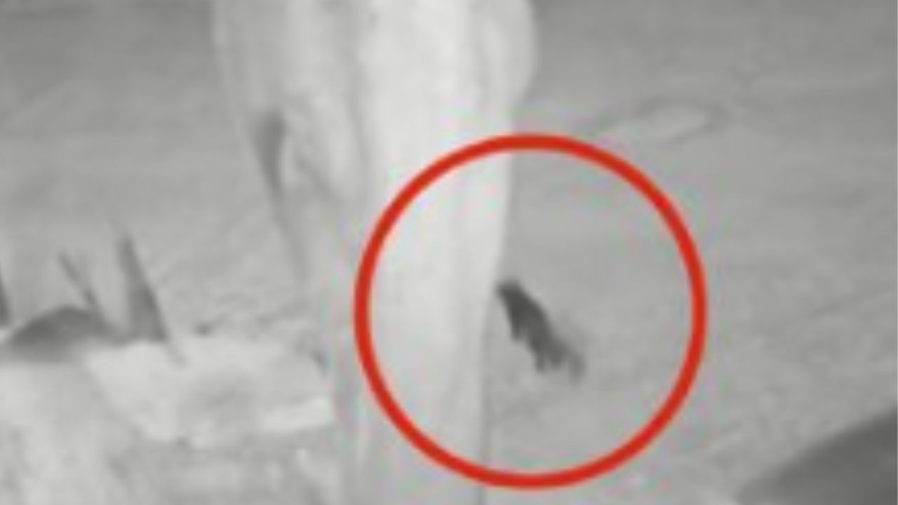 Imagen de Video: Captan a supuesto brujo en forma de animal a través de cámaras de seguridad