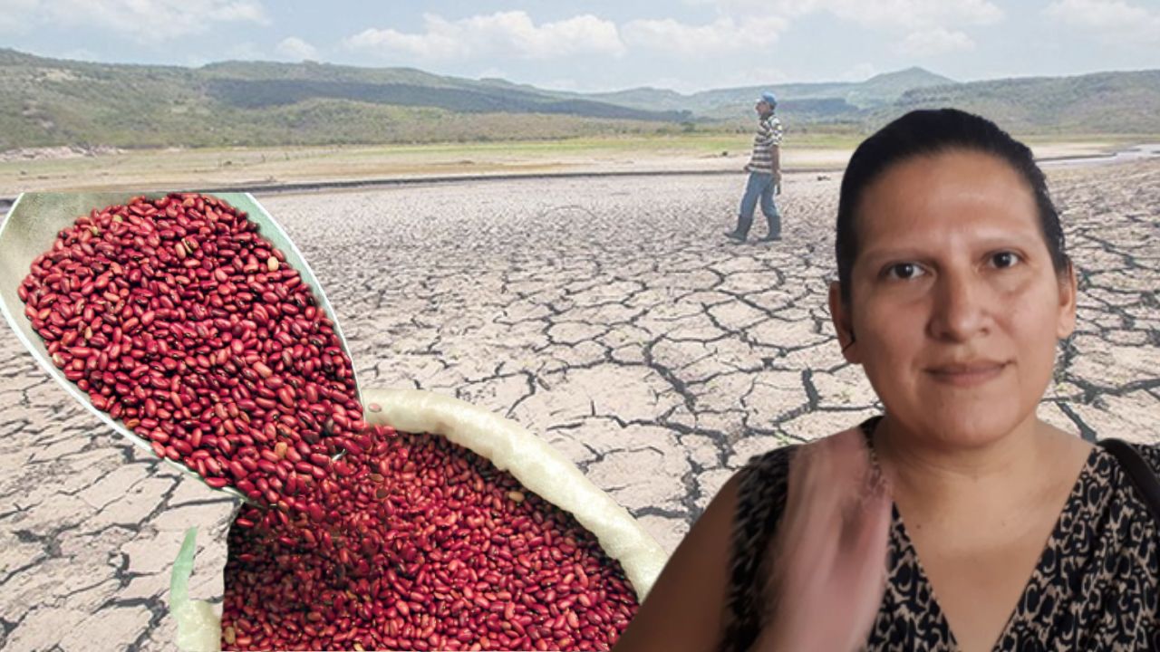 Hay preocupación entre productores de frijol por eventual sequía, afirma Nancy Lara